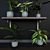 Evergreen Jungle Collection: 4 Exotic House Plants 3D model small image 3