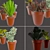 Vibrant Cactus Pot Set: Maziye Model 3D model small image 2