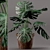Monstera Plant in Clay Pot 3D model small image 1