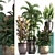 Exotic Plant Collection: Croton, Areca Palm, Ficus 3D model small image 1