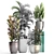 Exotic Plant Collection: Croton, Areca Palm, Ficus 3D model small image 3