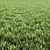 Realistic Arch_Grass for Exterior Rendering 3D model small image 3