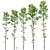 Tilia Euro Forest Trees: 5 Detailed Varieties 3D model small image 1