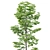 Tilia Euro Forest Trees: 5 Detailed Varieties 3D model small image 3