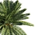 Exquisite Date Palm Tree 3D model small image 3