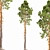  Majestic Pine Tree 14.6m 3D model small image 1