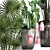 Exotic Plant Collection: Palm, Banana, Raphis 3D model small image 2
