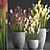 Exotic Sarracenia Plant Collection 3D model small image 1