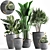 Exotic Houseplant Collection 3D model small image 1