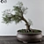 Small Bonsai Pine Tree 3D model small image 1