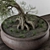 Small Bonsai Pine Tree 3D model small image 2