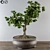 Lush Leafy Bonsai Beauty 3D model small image 1