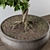 Lush Leafy Bonsai Beauty 3D model small image 2