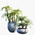 Evergreen Potted Plant #25: Lush & Low-Maintenance 3D model small image 1