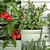 384 Plant Collection: Exotic Houseplants for Kitchen Rail 3D model small image 2