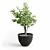 Elegant Ficus Tree - 430mm Height 3D model small image 1