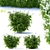 Fieldfare Mountain Ash Bushes | Sorbaria Sorbifolia 3D model small image 1