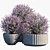 Leucophyllum Plant in Pots 3D model small image 1