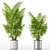 Exotic Areca Howeia Palms 3D model small image 1