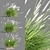 Compact Pennisetum Setaceum Grass 3D model small image 3