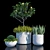 Assorted Plants Pack 3D model small image 1