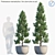 Plum Pine Yew: Exquisite Pot Plant 3D model small image 1