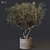 European Olive Tree in Concrete Vase 3D model small image 1