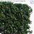 Podocarpus Hedge: Yew Plum Pine 3D model small image 2