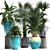 Exotic Houseplant Collection 3D model small image 1