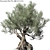 Europa Olea Olive Tree 3D Model 3D model small image 1