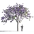 Jacaranda mimosifolia Tree: Vibrant and Majestic 3D model small image 1