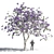 Elegant Jacaranda Mimosifolia Tree 3D model small image 1