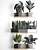 Exotic Plant Collection 3D model small image 3