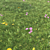 Realistic Grass Landscaping Model 3D model small image 1