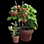  Tomato and Rosemary Plant Set 3D model small image 1