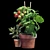  Tomato and Rosemary Plant Set 3D model small image 5