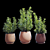 Rosemary Plant Set 3D model small image 3