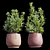 Rosemary Plant Set 3D model small image 1