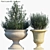 Aromatic Rosemary in Pots 3D model small image 1