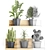 Exotic Houseplants Collection 3D model small image 3