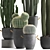 Exotic Cactus Collection - 411 Varieties 3D model small image 2