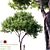 Exotic Blossom: Jacaranda - Dolonix Regia 3D model small image 1
