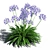 Exquisite Agapanthus Blooms 3D model small image 3