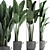Exotic Plant Collection: Banana Palm & Ravenala 3D model small image 2