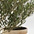 Olive Trees in Terracotta: Decorative Plant Set 3D model small image 2