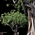 500K Ficus Tree 3D Model 3D model small image 1