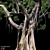 500K Ficus Tree 3D Model 3D model small image 2