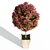 Compact Red Robin Photinia 3D model small image 2