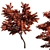 Elegant Japanese Acer Palmatum 3D model small image 1