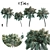 Tropical Palm Set 3D model small image 1